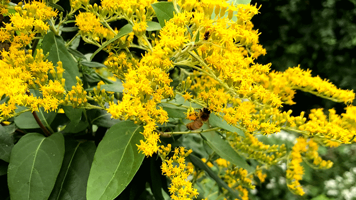 Honeybees In The Wild