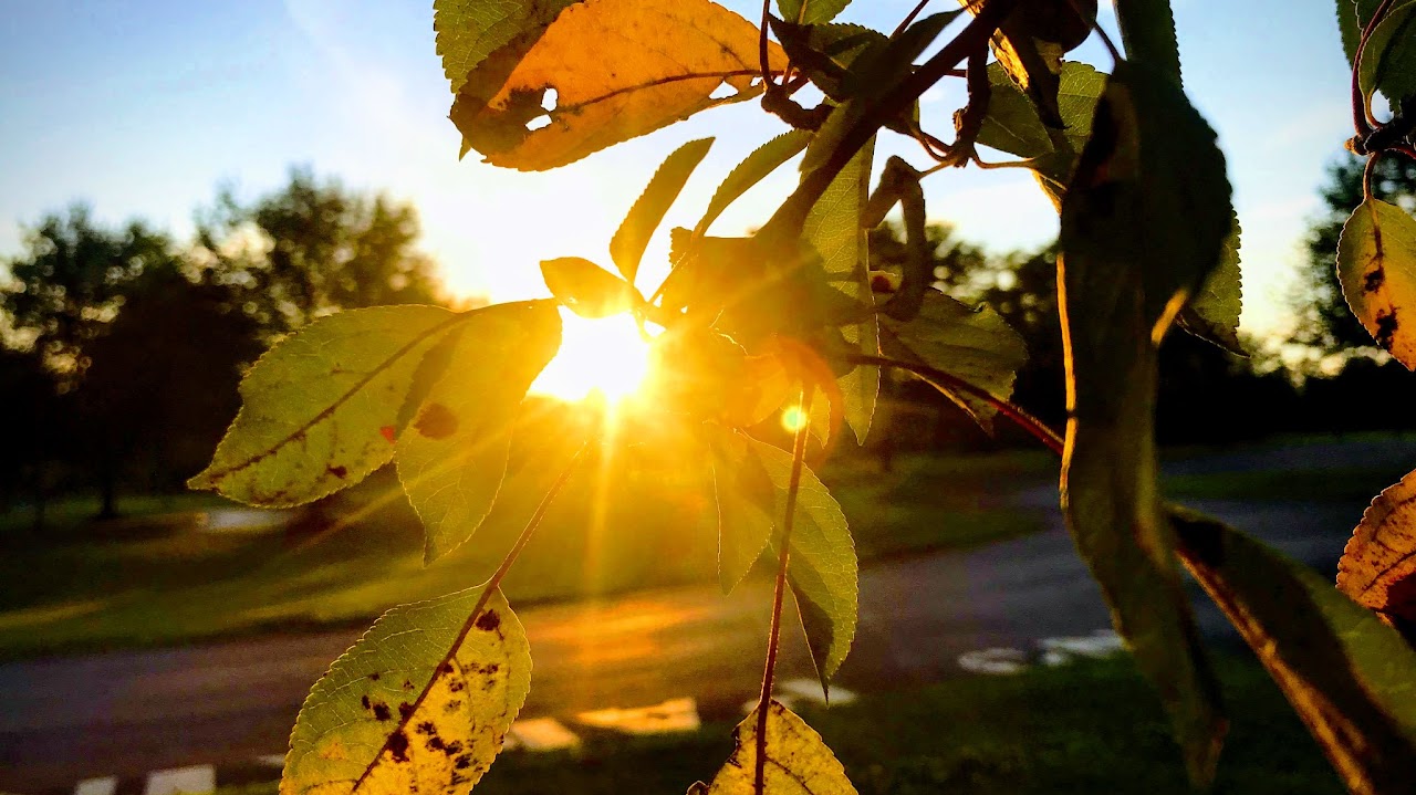 Sun Through Leaves